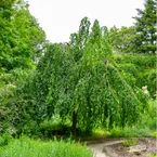 Groene treurbeuk