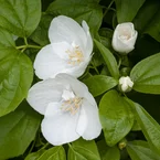 Boerenjasmijn 'Natchez'