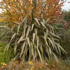 Nieuw-Zeelands vlas 'Sundowner'