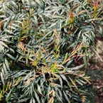 Mahoniastruik Nara Hiri