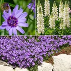 Vaste planten Mix Blauw & Wit