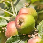 Appelboom Braeburn