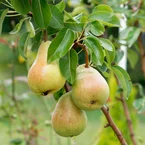 Perenboom Beurré Alexander Lucas