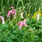 Pimpernel Pink Brushes