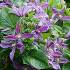 Bosrank Saphyra® Estrella