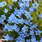 Gentiaan Blue Star