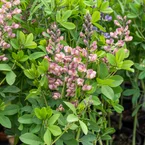 Valse indigo Pink Truffles