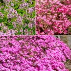 Zaaimat Roze bloemen