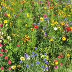 Zomerse multicolor bloemenmix