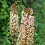 Ananasplant Sparkling Burgundy®