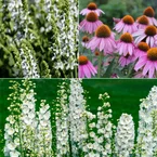 Vaste planten Mix Roze & Wit