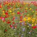 Rustieke bloemenmix