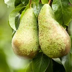 Perenboom 'Conférence'