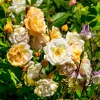 Roos 'Ghislaine de Féligonde'