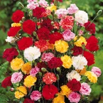 Tuinanjer 'Triomphe' (x6)