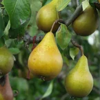 Perenboom 'Beurré Hardy'