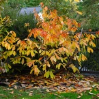 Asiminier Triloba