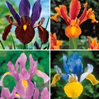 Hollandse Iris Mix (x40)