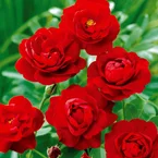 Trosroos 'Lilli Marleen'