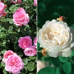 Engelse roos Mix 'Her's Ausgreen'® + 'Ausgreens Winne' (x2)