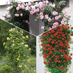 Klimroos Mix 'Ronsard' + 'Golden Gate' + 'Santana' (x3)