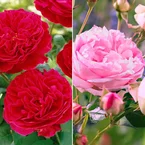 Collectie floribunda rozen ( Red Leonardo Da Vinci +  Leonardo Da Vinci) (x2)