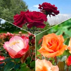 Rozenmix 'Onderhoudsvrij' (x3)