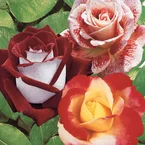 Rozenmix 'Osiria' + 'Famosa' + 'Double Delight' (x3)