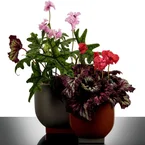 Serax Rosamar Flower Pot